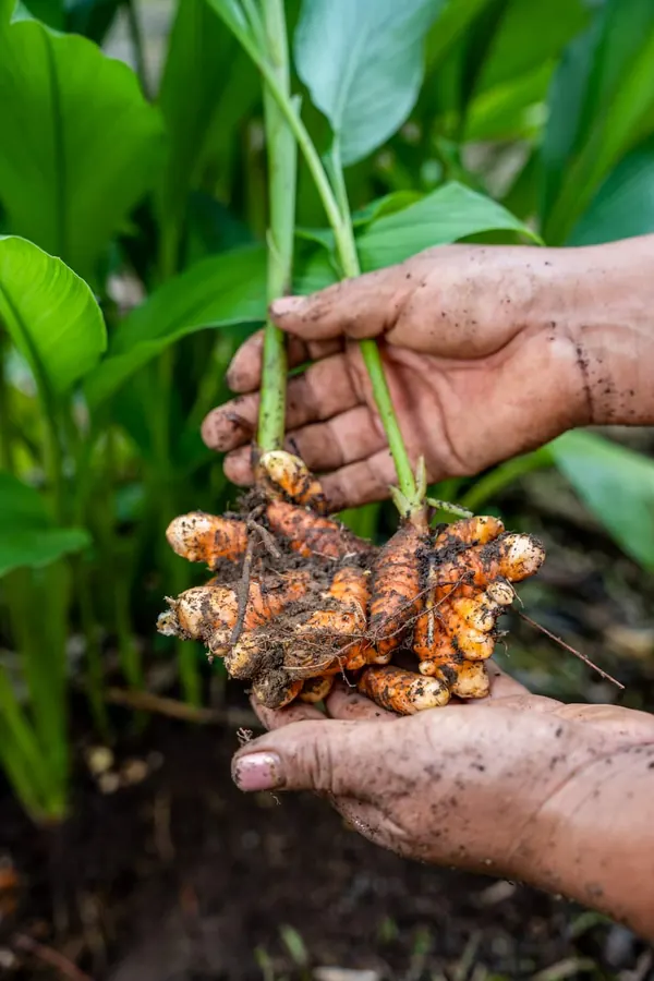 Freshly harvested turmeric roots from the lodge garden