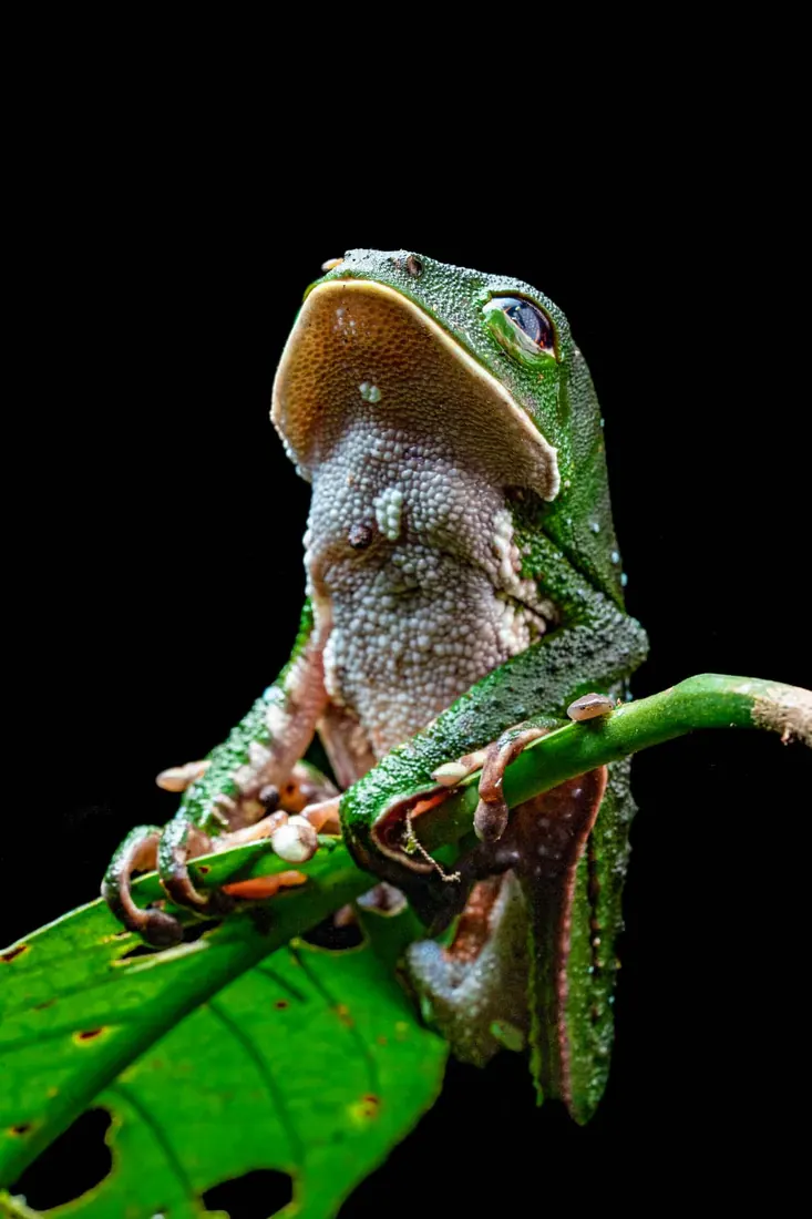 Adventure Expeditions in the Ecuadorian Amazon